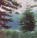 
A view of the lake through the trees.
